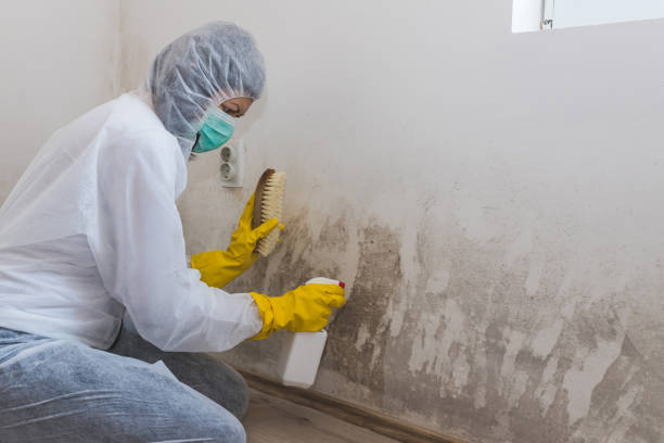 Best HVAC Mold Remediation in Stevenson, AL