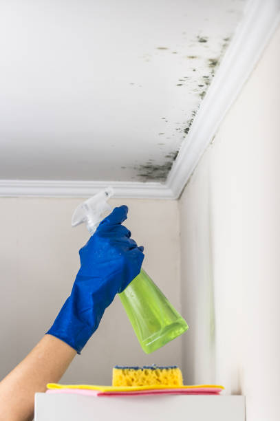 Professional Mold Remediation in Stevenson, AL