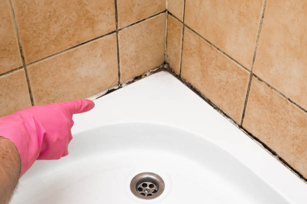 Best Crawl Space Mold Remediation in Stevenson, AL